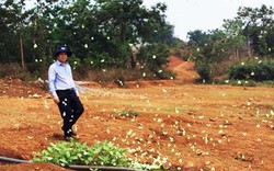 Bướm vàng xuất hiện dày đặc ở Đam Rông có ảnh hưởng mùa màng?