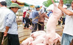 Ồ ạt xuất khẩu lợn sang Trung Quốc: Coi chừng "dội biên"