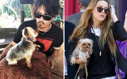 Johnny Depp và vợ xin lỗi vì mang chó trái phép vào Úc