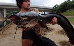 Hồng Kông: Bắt được cá trê khổng lồ trên sông đen ngòm