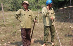 Bình Định: Ngang nhiên phá rừng,  trồng keo trái phép