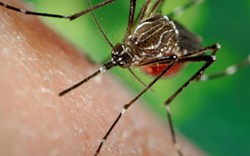 Dùng muỗi “trị” muỗi giúp giảm lây lan virus Zika