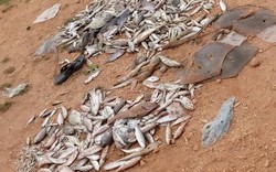 Bộ Công an điều tra vụ cá chết trắng bờ biển miền Trung