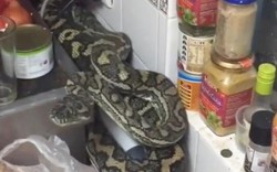 Tá hỏa phát hiện rắn "khủng" ăn no kễnh bụng nằm như chết trong bếp