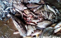 Cá chết: Có đường dẫn ống thải ra biển Vũng Áng
