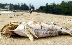 Vụ cá chết ven biển Miền Trung: Bộ TNMT hẹn ngày trả lời Phó Thủ tướng