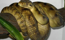 Top 10 loài rắn dài nhất thế giới