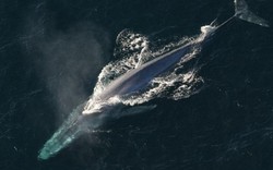 Choáng ngợp loài cá voi 170 tấn lớn nhất hành tinh