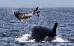 Cá voi sát thủ ném hải cẩu 2 tấn lên trời rồi xơi tái