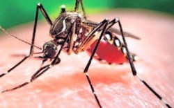 Việt Nam hết dịch bệnh do virus Zika