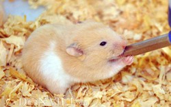 Clip: Dân trong nghề tiết lộ bí quyết nuôi chuột kiểng Hamster
