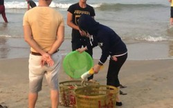 Quảng Bình: Dân đổ xô vớt cá biển bán cho thương lái