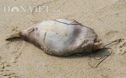 Đến lượt Đà Nẵng xuất hiện cá biển chết trôi dạt vào bờ