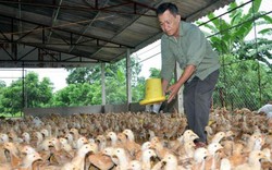 Nhập gà Trung Quốc: Chưa mở đã lo "loạn"