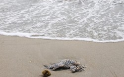 Cá chết dạt biển Đà Nẵng: Xác nhận... 17 con
