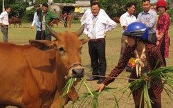 Hấp dẫn đua tài nuôi bò lai giỏi