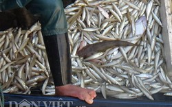 800kg cá từ vùng cá chết suýt lên bàn ăn