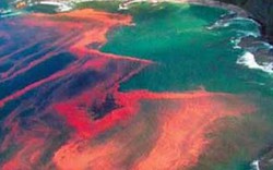 Tảo “nở hoa” gây thủy triều đỏ khiến cá chết thế nào?