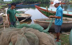 Kỳ lạ cá tầng đáy tràn vào bờ biển Huế