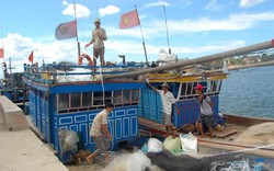Vụ cá chết: Giúp ngư dân vơi bớt nước mắt