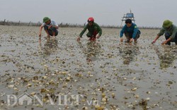 Ngao chết ở Quảng Ninh: Lượng lớn giống nhập từ Trung Quốc