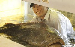 Cá “khủng” vào nhà hàng: Giá bạc triệu