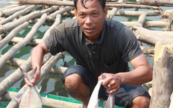 Thừa Thiên-Huế: Giúp người dân phân biệt cá nhiễm độc - cá lành