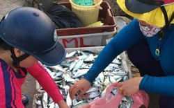 Quảng Ngãi: Cá, tôm đánh bắt ở vùng biển gần vẫn đắt hàng