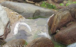 Hà Tĩnh công bố chất lượng nước ở bãi biển có cá chết