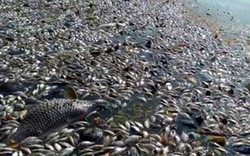 BIDV đề xuất hỗ trợ ngư dân các tỉnh có cá chết hàng loạt