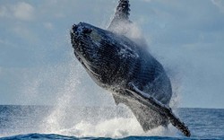 Cú nhảy vọt qua mặt nước cực hiếm của cá voi 40 tấn