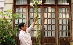 LẠ: Cây hoa ly cao ngất ngưởng tới 2,5m ở Đà Lạt