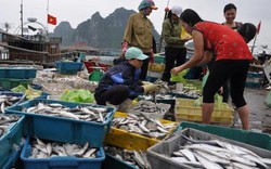 "Thủy hải sản đánh bắt được từ 20 hải lý trở ra an toàn"