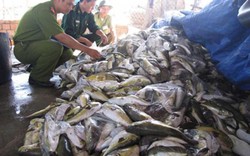 Buộc tiêu hủy hải sản không an toàn
