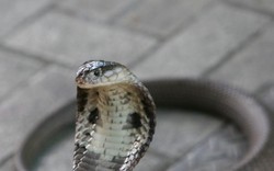 Nắng nóng bất thường, 700 người Malaysia bị rắn cắn