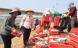 Công bố kết quả kiểm tra mẫu hải sản ở Quảng Trị