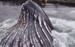 Kinh ngạc cá voi khổng lồ "cập cảng" Mỹ