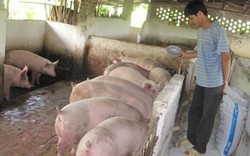 Thương lái Trung Quốc gom lợn mỡ, người dân nên thận trọng