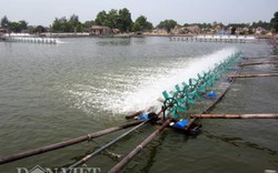 Quảng Trị: Dùng 10 vạn con tôm để kiểm tra độ an toàn của nước biển