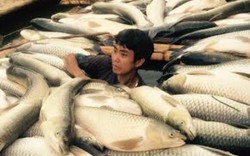 Phó Vụ trưởng Nuôi trồng thủy sản: Vụ cá chết trên sông Bưởi "không lớn"!