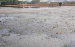 Vụ ô nhiễm, cá chết trên sông Bưởi: "Thủ phạm" nhận lỗi