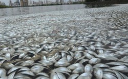 35 tấn cá chết trắng hồ không rõ nguyên nhân