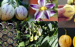 Dưa pepino được chị em ráo riết “săn lùng” trồng thế nào?