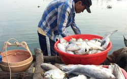 Huế: Ngư dân đổ xô bắt cá kình, thu chục triệu mỗi ngày