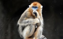 Top 10 giống khỉ sở hữu ngoại hình độc đáo nhất thế giới