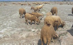 Ninh Thuận: Thiếu nước, lông cừu từ trắng chuyển màu vàng đen