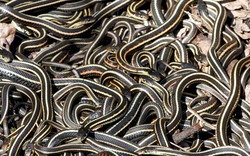 Kinh sợ 75.000 con rắn ken dày như thảm mùa giao phối
