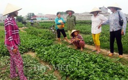 Vụ 'dùng chổi quét lên rau': Dân tố phóng viên dàn dựng có chủ đích