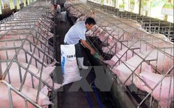 Thương lái Trung Quốc đột ngột giảm mua khiến lợn sụt giá
