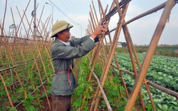 Gỡ khó giúp nông dân làm giàu